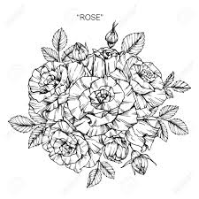 Maybe you would like to learn more about one of these? Bouquet Of Rose Flowers Drawing Royalty Free Cliparts Vectors And Stock Illustration Image 88472404