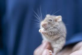 Keeping And Caring For Mice As Pets