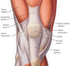 knee biomechanics recon orthobullets