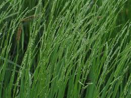 Image result for Glyceria fluitans