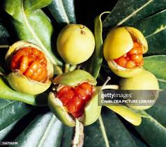 Image result for Pittosporaceae