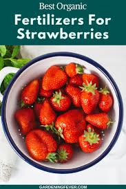 Want to know how to fertilize your fruit tree like a pro ? Pin On Gardening