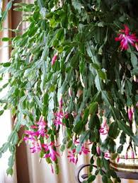 However, sometimes young, inquisitive or bored cats may if you suspect your cat has eaten a poisonous plant, contact your vet immediately. 200 Christmas Cactus Ideas Christmas Cactus Cactus Cactus Flower