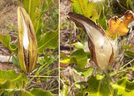 Image result for Pachycarpus concolor