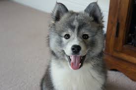 They show some traits, as you would anticipate, that you would generally discover in pomeranian's and in huskies. Oreo 10 Weeks Old Best Pomsky Ever Pomsky Dog Pomsky Puppies Beautiful Dogs