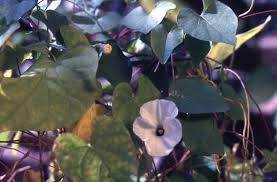 Image result for Ipomoea obscura