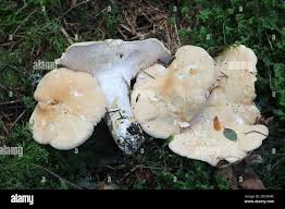 Image result for Hydnum repandum