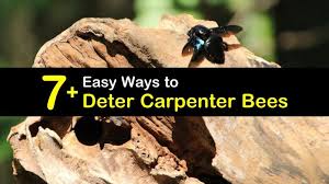 Twice as big as my resident bumble bees. 7 Easy Ways To Deter Carpenter Bees