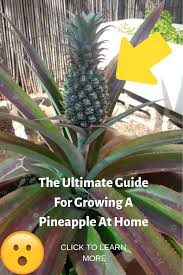 The Ultimate Guide For Growing A Pineapple At Home Pineapple Planting Growing Pineapple Pineapple Plant Care