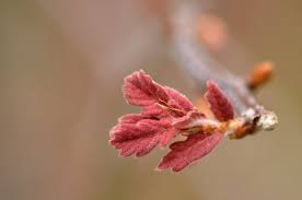 Image result for white oak leaf