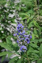 Image result for Vitex mombassae