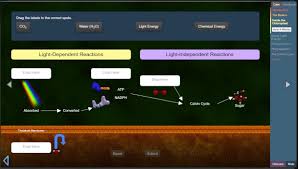Allele, codon, dna, dna sequence, gene building dna gizmo : Enzyme Gizmo
