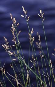 Image result for Poa schimperiana