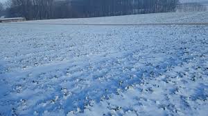 Winter#zima #snieg #podlasie #mroz #jestpieknie #winter. Mroz I Snieg Na Mega Rzepaku Na Podlasiu Youtube