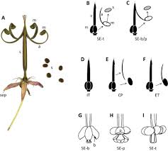 Image result for Geranium aculeolatum