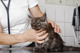 Here are some ideas on some home remedies for cat vomiting. Why Is My Cat Throwing Up Lovetoknow