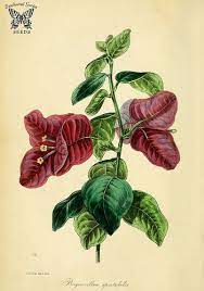 Pin On Bougainvillea Spectabilis Floarea De Hartie