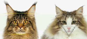 Norwegian forest cats (also known as wegie) and maine coons are two of the most beautiful purebred cat breeds with striking features and beautiful coats. Black Norwegian Forest Cat Maine Coon Mix Baby Cuddling Kitten