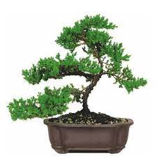As you can see, it it essentially a straggly bush. Care Guide For The Juniper Bonsai Tree Juniperus Bonsai Empire