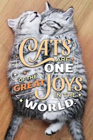 In the run up to international cat day on sunday 8 august 2021 @icatcare will be asking cat companions to post photos and stories on social media using the hashtags #becatcurious for #internationalcatday 🐱 ️ to tell us more about how they're building trust with their cat and the techniques they used to positively train their cat to go into the cat. International Cat Day 8 8 Holidays Ecard Blue Mountain Ecards
