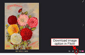 How to download photos from your camera roll. How Do I Download An Image In The Bhl Flickr About Bhl