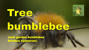 Can a bumble bee sting? The Tree Bumblebee Or New Garden Bumblebee Bombus Hypnorum Woodland Wildlife Bumble Bees Uk Youtube