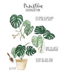 Home Deco On Instagram How To Turn One Monstera Into Many Through The Art Of Propagation Follow Us Homedeco For In 2020 Plants Plant Care Houseplant Moss Plant