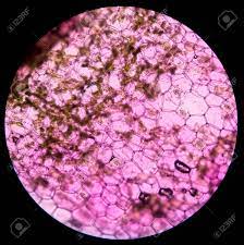 We did not find results for: Oyster Plant Cells Plant Cells Under Microscope Stock Photo Picture And Royalty Free Image Image 49472801