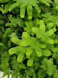 Image result for Lygodium