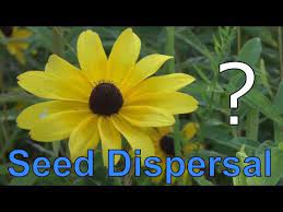 How Do Plants Move 5 Methods Plants Use For Seed Dispersal Youtube Seed Dispersal Plants Seeds