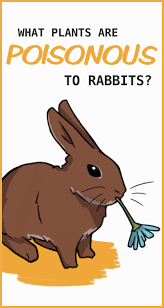 20 Plants That Are Poisonous To Rabbits In 2020 Pet Bunny Rabbits Pet Bunny Pet Rabbit Care
