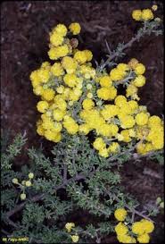 Image result for Acacia lasiopetala
