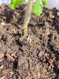 Image result for tomato seedling damping off