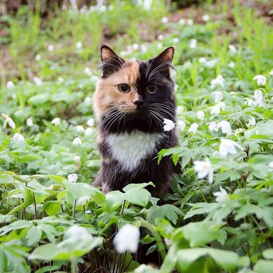 Окружающий мир