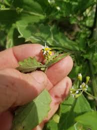 Image result for Nicolasia nitens