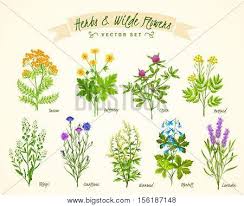 Lilies of different kinds are commonly. Flat White Background Vector Photo Free Trial Bigstock