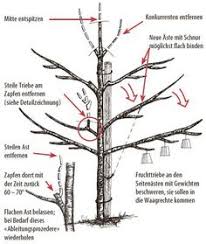 Wann ist der richtige zeitpunkt?, anleitung: 15 Baum Schneiden Ideen Baum Schneiden Obstbaumschnitt Obstbaume