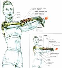 Forearms Stretch Hold Wait At The Barrier 3 5 Minutes Allow Your Body To Unwind Breathe Yoga Anatomy Anatomy Forearm Muscles