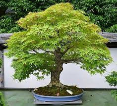 Pin By Bagus Wijaya On Bonsai Insp2 Bonsai Tree Maple Bonsai Bonsai Garden