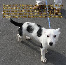 I have a fow terriwr wire!! Found Dog White And Black Wirehaired Terrier Mix In Robbins Update Adopted Pets Thepilot Com