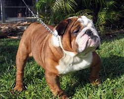 What does an english bulldog look like. English Bulldogs Face Extinction The Bark
