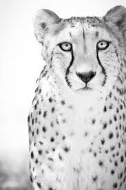 Cheetah Art Photograph Black And White Photography Nature Etsy Animal Photography Animals Animal Photo