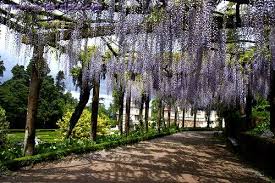 Wisteria Vine Hangs From Garden In Bucaco National Park Landscape Wisteria National Parks