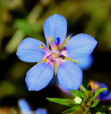 Image result for Lysimachia monelli