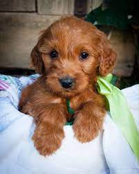 Irish Doodle Puppies Doodle Puppy Irish Doodle Puppies And Kitties