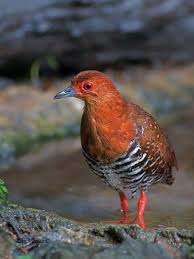 Bird With Red Neck And Head Red Legged Crake Rallina Fasciata Is A Waterbird In The Rail And Crake Family Rallidae Medium Large Crake Length 24 C Birds Colorful Birds Beautiful Birds