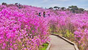 Check spelling or type a new query. Destinasi Wisata Di Daegu Korea Selatan Romantis Untuk Solo Traveling Atau Bareng Pasangan