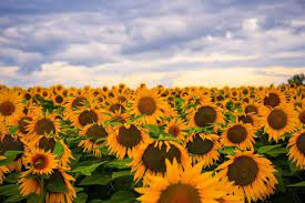 Sunflowers Sunflower Fields Flower Images Sunflower Flower