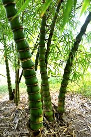 Image result for Bambusa vulgaris