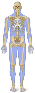 Human skeleton, the internal skeleton that serves as a framework for the body. Human Back Bones Back Of Human Skeleton Dk Find Out